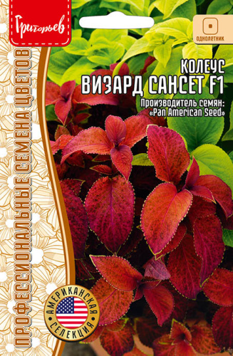 Колеус Визард Sunset F1