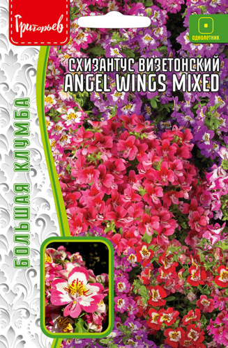 Схизантус Angel Wings Mixed визетонский