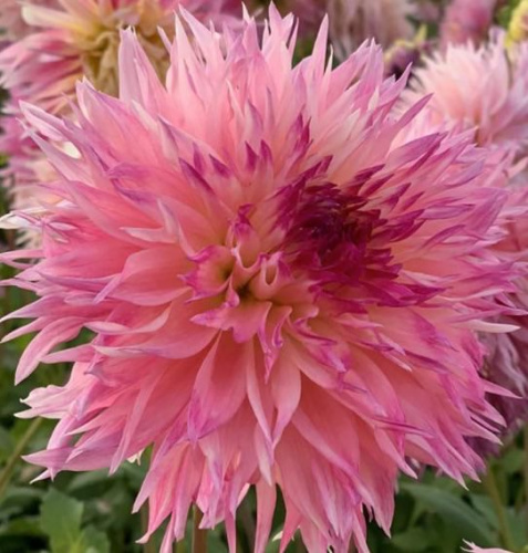 Георгина Ненекази /1шт