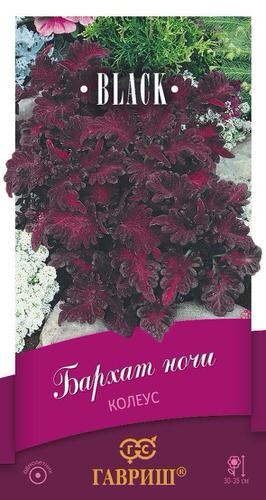 Колеус Бархат ночи 