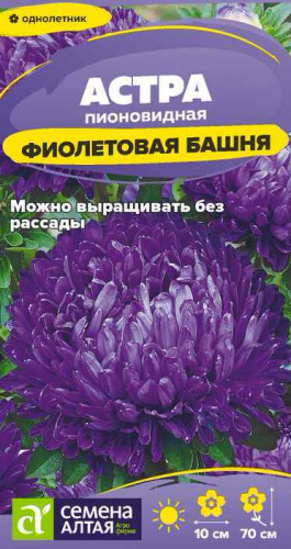 Астра Башня Фиолетовая