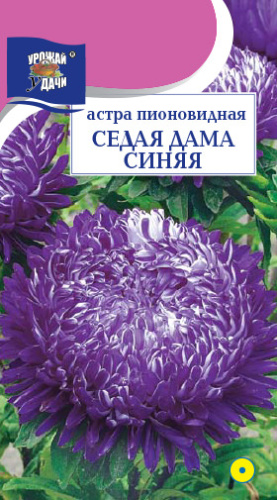 Астра Седая Дама Синяя
