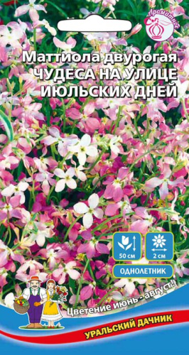 Маттиола двурогая  Чудеса на улице июльских дне