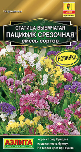 Статица Пацифик срезочная, смесь сортов