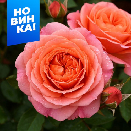 Роза Мами Дитьер