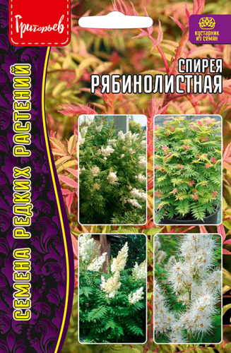 Спирея Рябинолистная