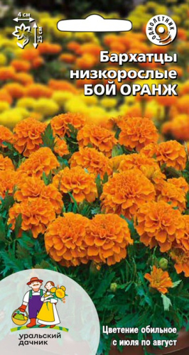 Бархатцы низкорослые Бой оранж