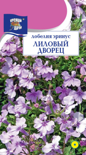 Лобелия Лиловый дворец низкорослая 