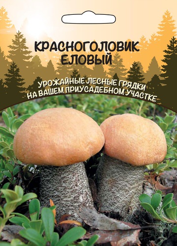 Красноголовик Еловый 