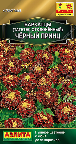 Бархатцы Черный принц отклоненные