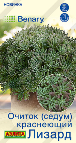 Очиток краснеющий Лизард (Седум)
