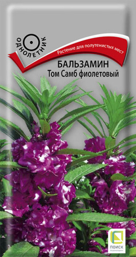 Бальзамин Том Самб фиолетовый