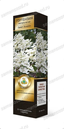 Гортензия Грэйт Эскейп метельчатая/ЦК