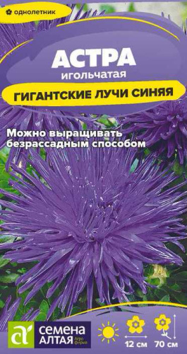 Астра Гигантские лучи Синяя