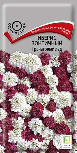 Иберис Гранатовый лед зонтичный