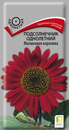 Подсолнечник Малиновая королева однолетний 