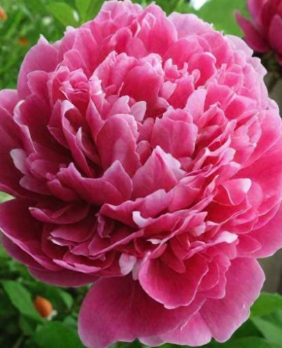 Пион Ред Бернар /1шт