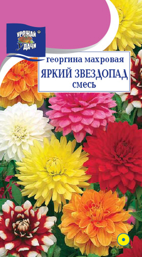 Георгина Яркий звездопад махр. смесь