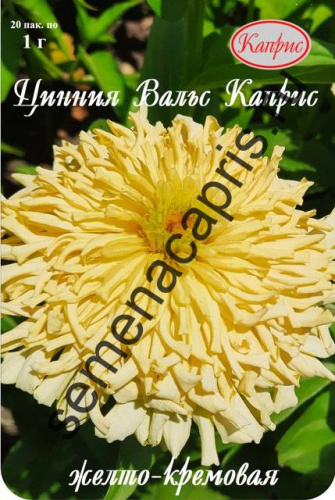 Цинния Вальс Каприс Желто-кремовая/1шт
