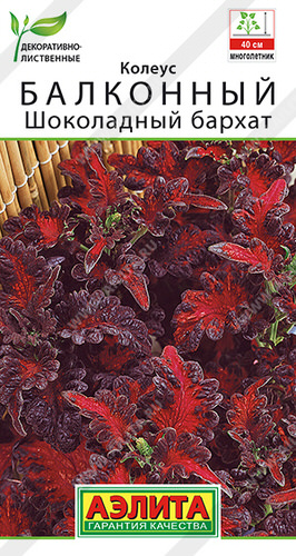 Колеус Шоколадный бархат, балконный 