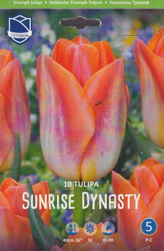 Тюльпан триумф "Sunrise Dynasty" (1х10шт)