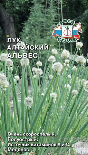 Лук алтайский Альвес