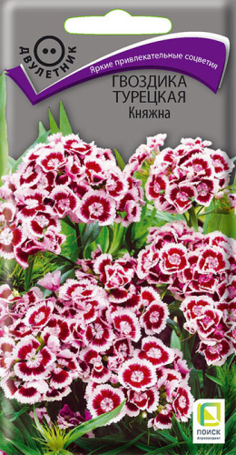 Гвоздика Княжна турецкая