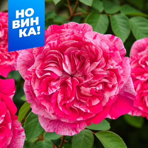 Роза Инес Састр