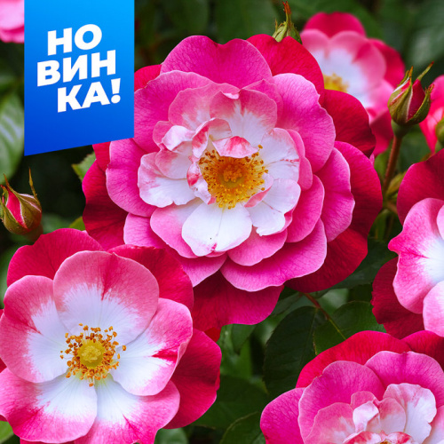 Роза Гритингс