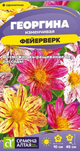 Георгина Фейерверк 