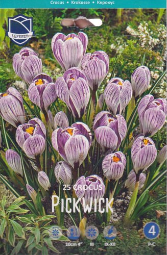 Крокус vernus "Pickwick" (1х25шт)