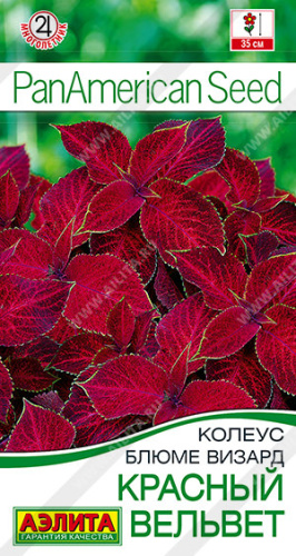 Колеус блюме Красный вельвет 