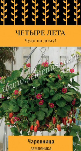 Земляника Чаровница