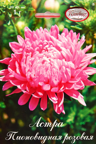Астра Пионовидная Даная (Розовая)/1шт