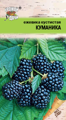 Ежевика кустистая КУМАНИКА