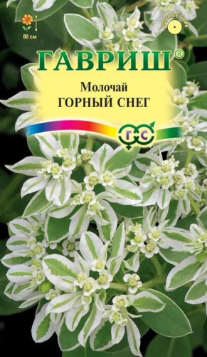 Молочай Горный Снег 