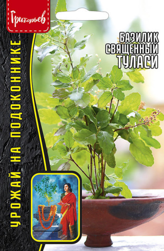 Базилик Туласи священный