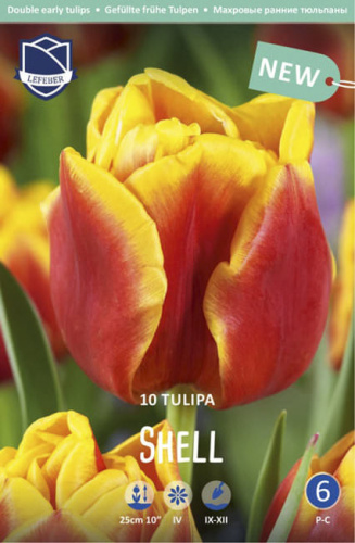 Тюльпан махровый ранний "Shell" (1х10шт)