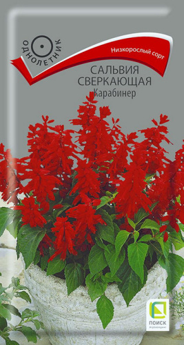 Сальвия Карабинер сверкающая 