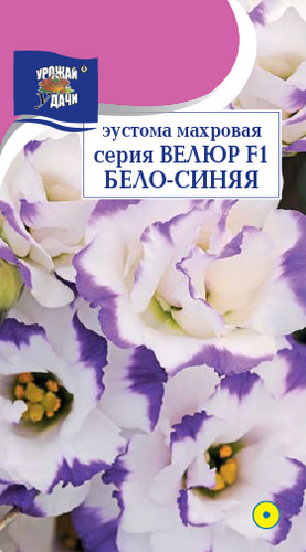 Эустома Велюр F1 Бело-синяя махровая