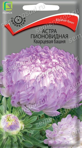 Астра Башня Кварцевая пионовидная