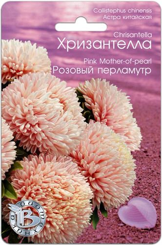 Астра Хризантелла Розовый перламутр 40шт