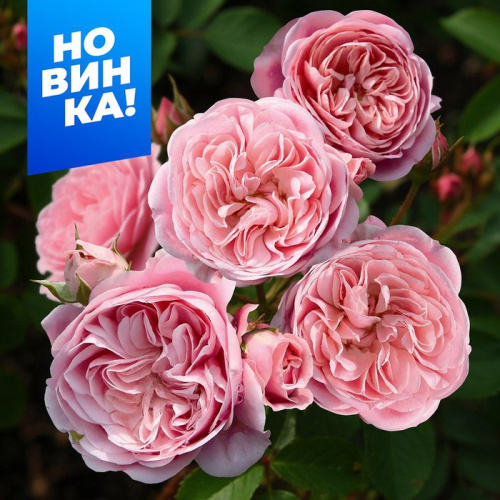 Роза Байландо