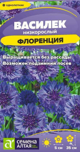 Василек Флоренция низкорослый