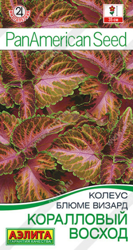 Колеус блюме Коралловый восход