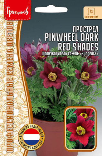 Прострел Pinwheel Dark Red Shades
