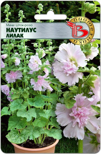 Шток-Роза мини Наутилус Лилак