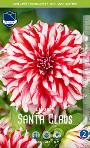 Георгина Сандра /1шт