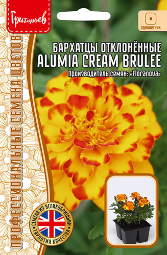 Бархатцы Алюмия Крем Брюле