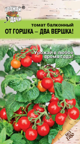 Томат ОТ ГОРШКА- ДВА ВЕРШКА! балкон